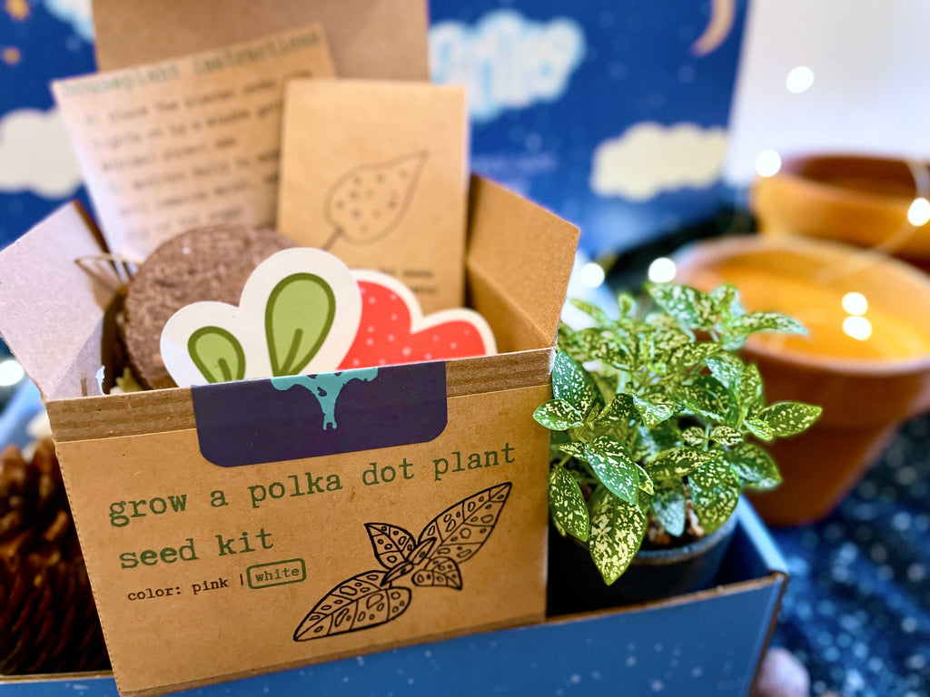White Polka-Dot Plant Growing Kit (Get Growing)