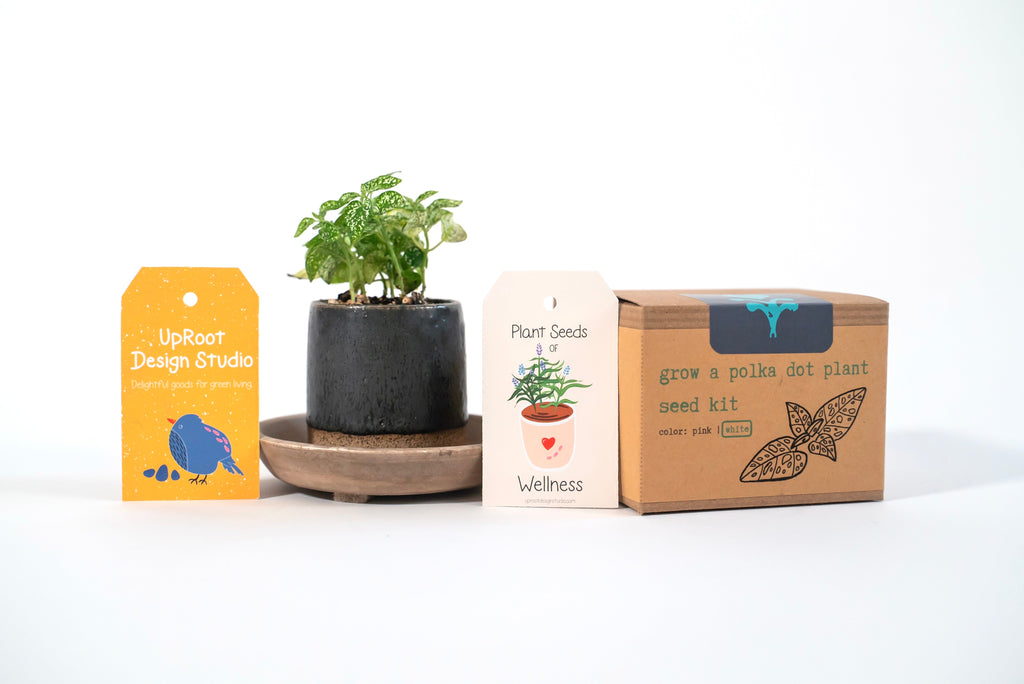 White Polka-Dot Plant Growing Kit (Get Growing)