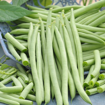 Beans - Cobra (Pole)